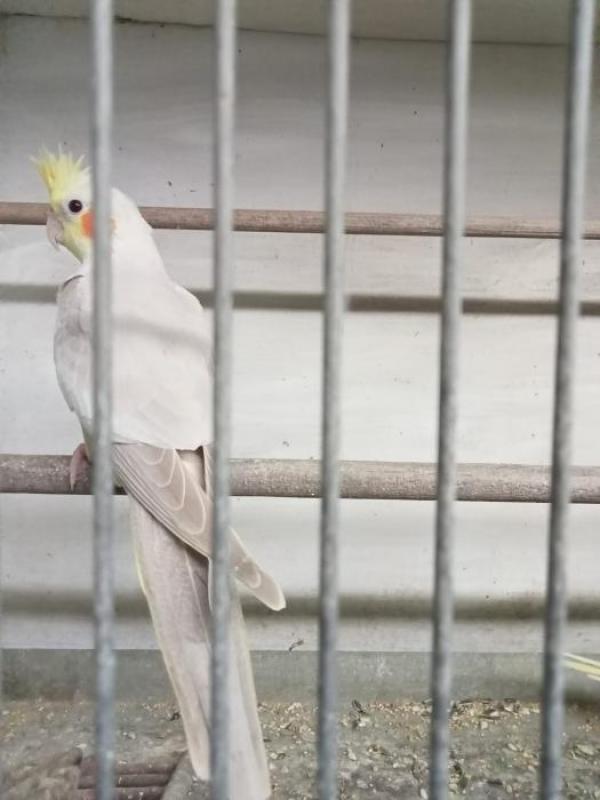 Cockatiels