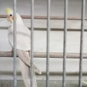 Cockatiels