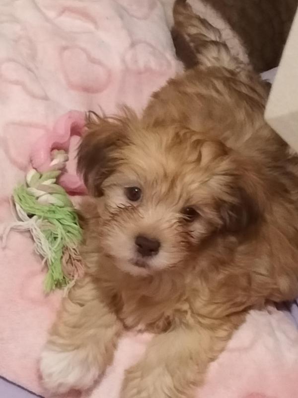 Rare Lhasa Apos Puppy