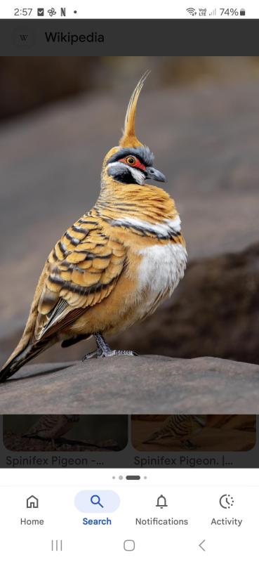 Spinifex pigeons wanted.