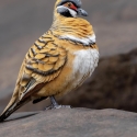 Spinifex pigeons wanted.