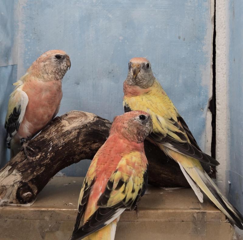 Bourke parrot mutation