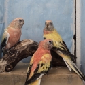 Bourke parrot mutation