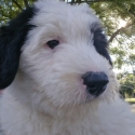 Old English sheepdog puppy