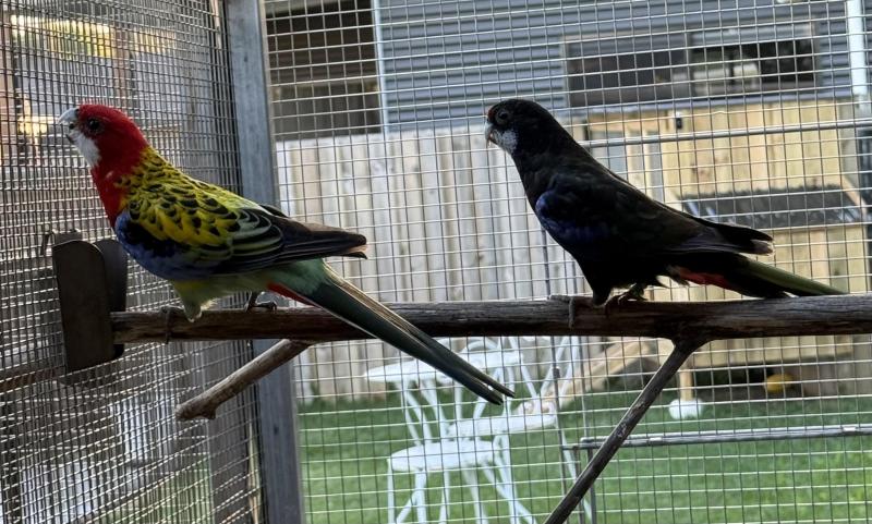 Mutation eastern rosellas