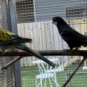 Mutation eastern rosellas