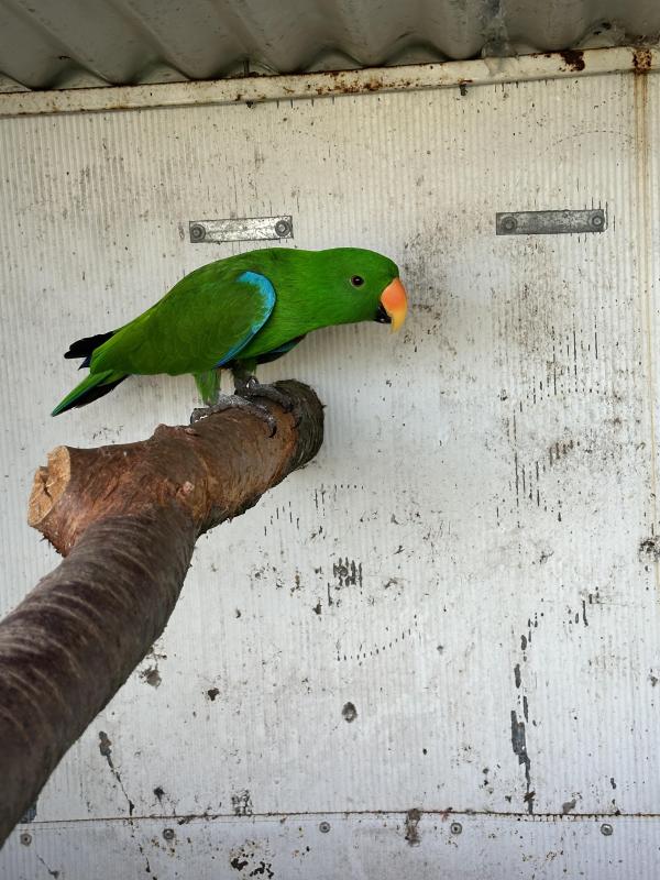 Breeding pair of eclectus