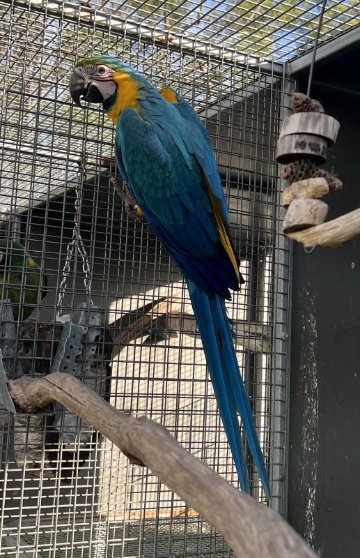 Blue and Gold Macaw - Parent Reared