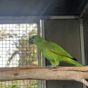 Blue Front Amazon - Aviary Bred
