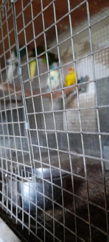 KAKARIKIS