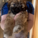 Maltese x Shih Tzu