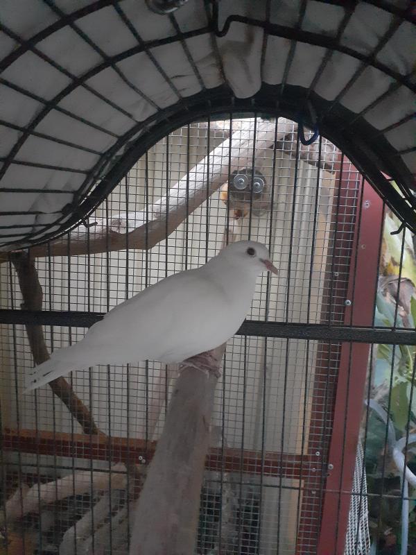 White Barbary Dove.