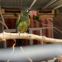 Conure