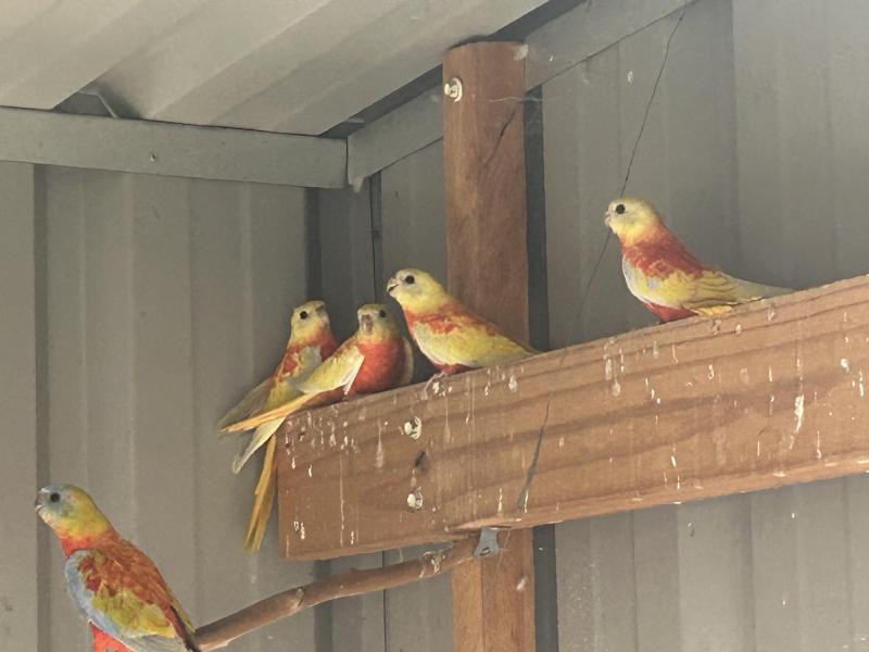 Young opaline turks