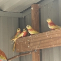 Young opaline turks