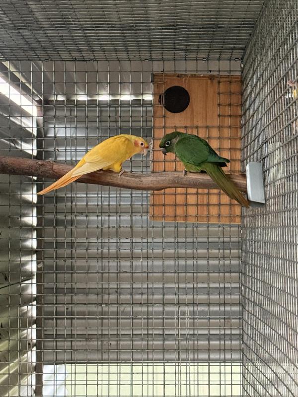 Maroon Bellied Conure mutations