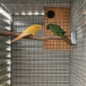 Maroon Bellied Conure mutations