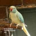 INDIAN RINGNECK MUTATIONS