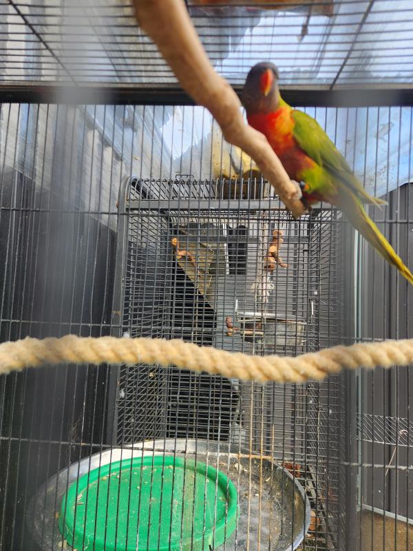 Cinnamon dilute lorikeet