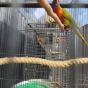Cinnamon dilute lorikeet