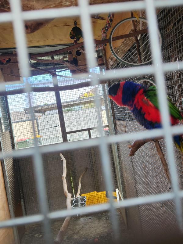 Red capped lorikeet