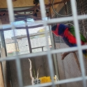 Red capped lorikeet