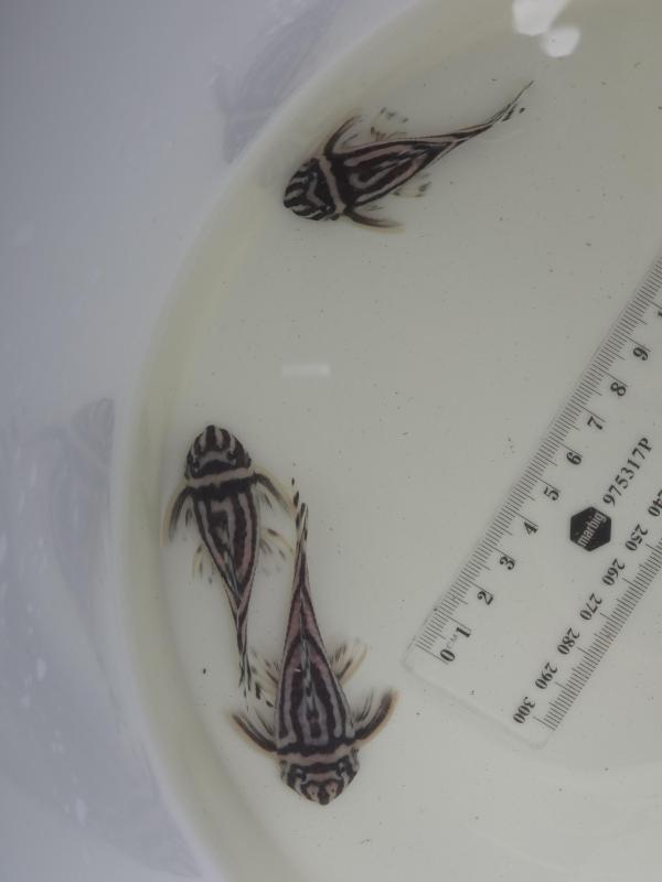 L046 Sub Adults