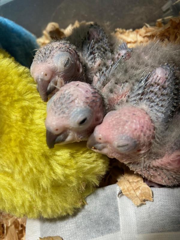 Crimson Bellied Conure babies