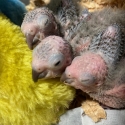 Crimson Bellied Conure babies