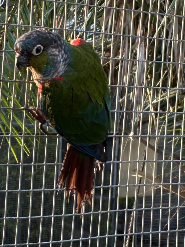 Crimson Belly Conures
