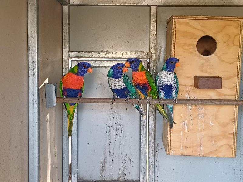 Blue series Rainbow Lorikeets