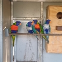 Blue series Rainbow Lorikeets