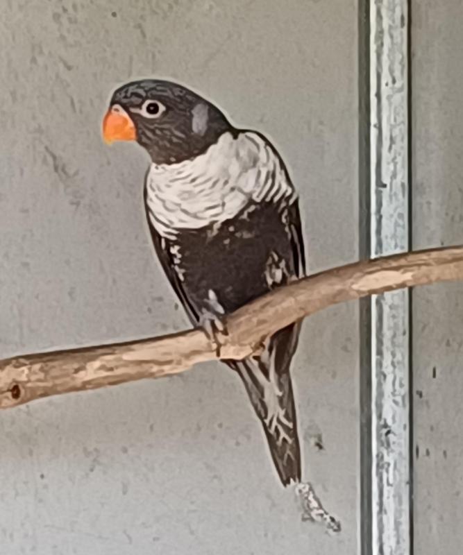 Grey Rainbow Lorikeet pair