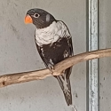 Grey Rainbow Lorikeet pair