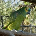 blue fronted amazon pair