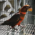 hand reared dusky Lorys (1 hen left)