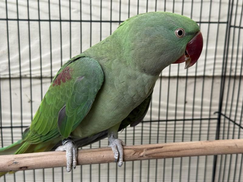 Alexandrine