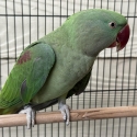 Alexandrine