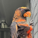 proven dusky male