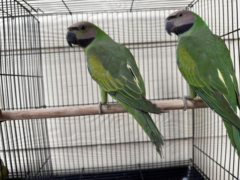 Moustache Parrots
