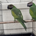 Moustache Parrots