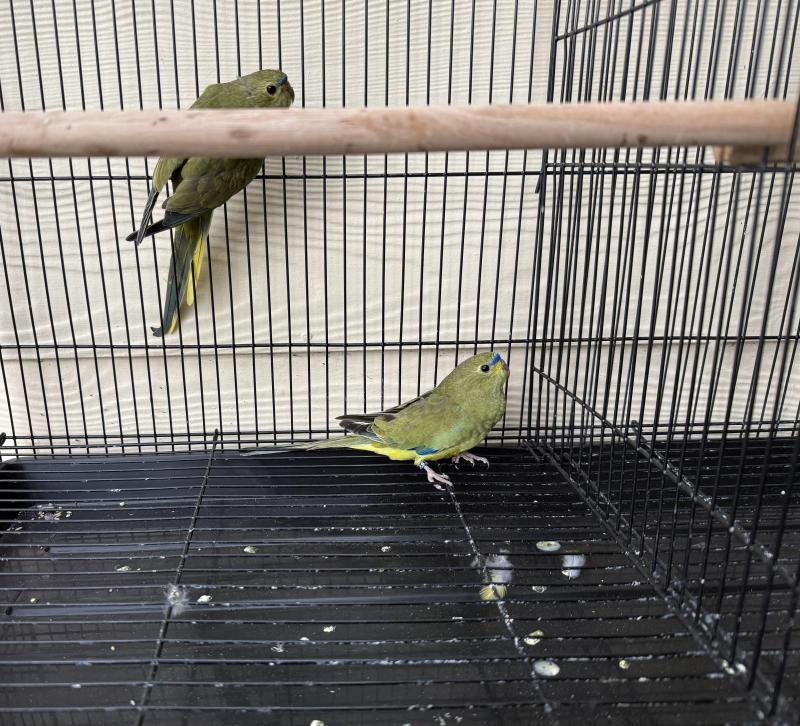 Elegant parrots