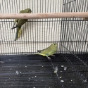 Elegant parrots