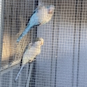 Quaker, conures and Lorys