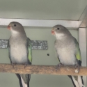 Parblue princess parrots