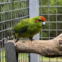 Kakarikies