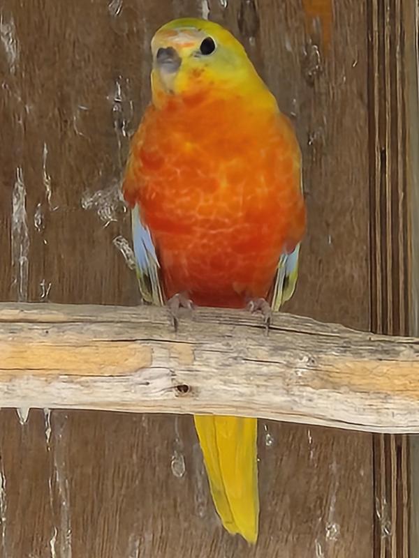 Opaline turquoise parrot