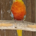 Opaline turquoise parrot