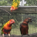 Red dusky cockbird
