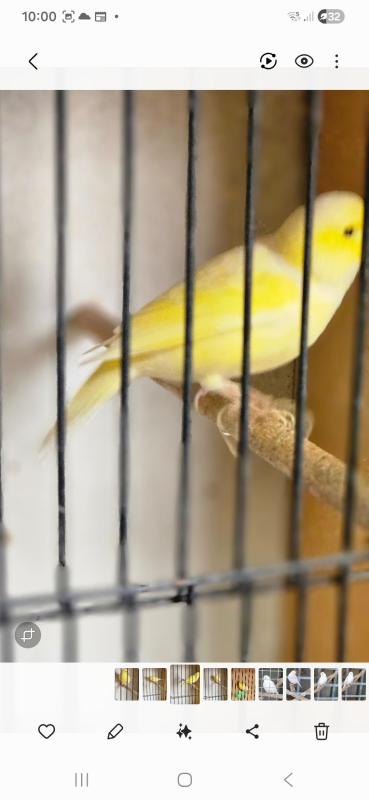Mature canaries